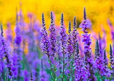 索尼：如果我们游戏直接进入PS+ 后果不堪设想